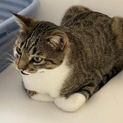 Enlarge Shamrock, an adoptable Tabby in Green Valley, AZ image 5/6