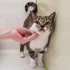 Enlarge Shamrock, an adoptable Tabby in Green Valley, AZ image 1/6