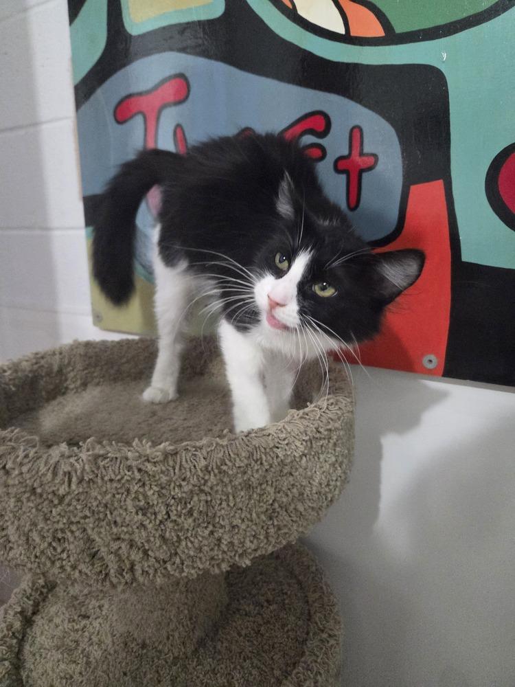Pepper, Adoptable, Young Female Domestic Long Hair.