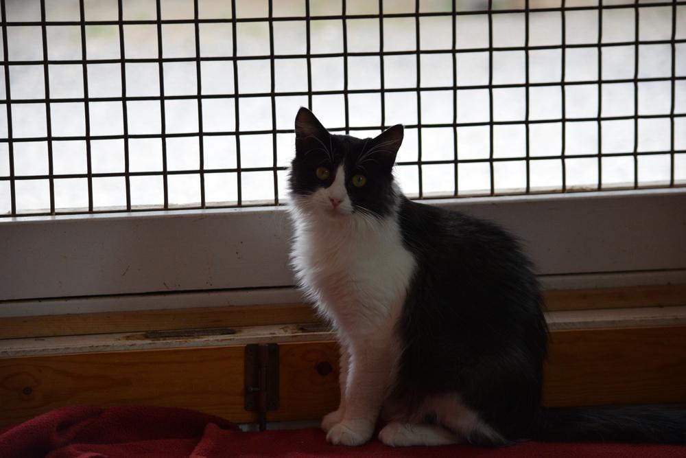 Enlarge Pepper, a Adoptable Domestic Long Hair in Salmon, ID image 2/5