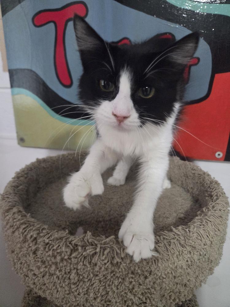 Enlarge Pepper, a Adoptable Domestic Long Hair in Salmon, ID image 2/4