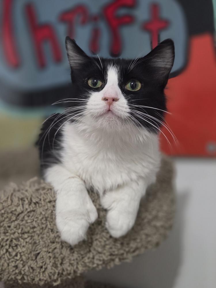 Enlarge Pepper, a Adoptable Domestic Long Hair in Salmon, ID image 3/4