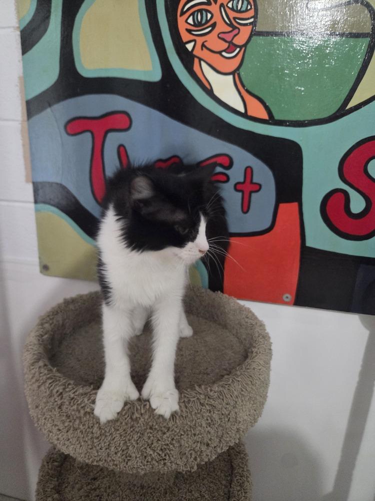 Enlarge Pepper, a Adoptable Domestic Long Hair in Salmon, ID image 4/4