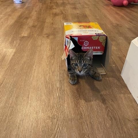 Salt and Peppa, a Adoptable Tabby in Denver, CO image 3/3