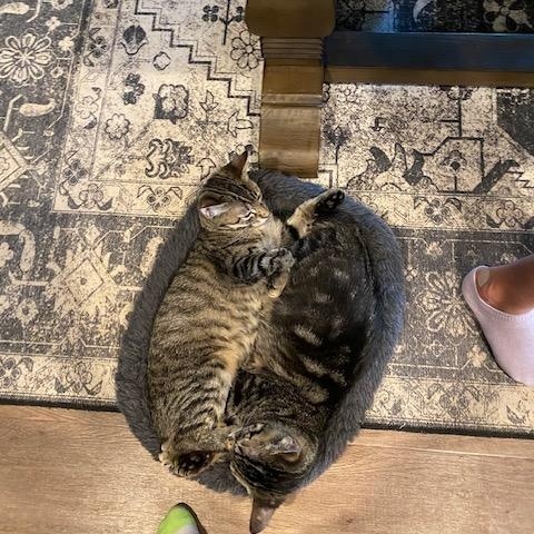 Salt and Peppa, a Adoptable Tabby in Denver, CO image 1/3