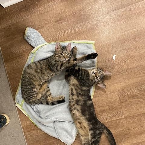 Salt and Peppa, a Adoptable Tabby in Denver, CO image 2/3