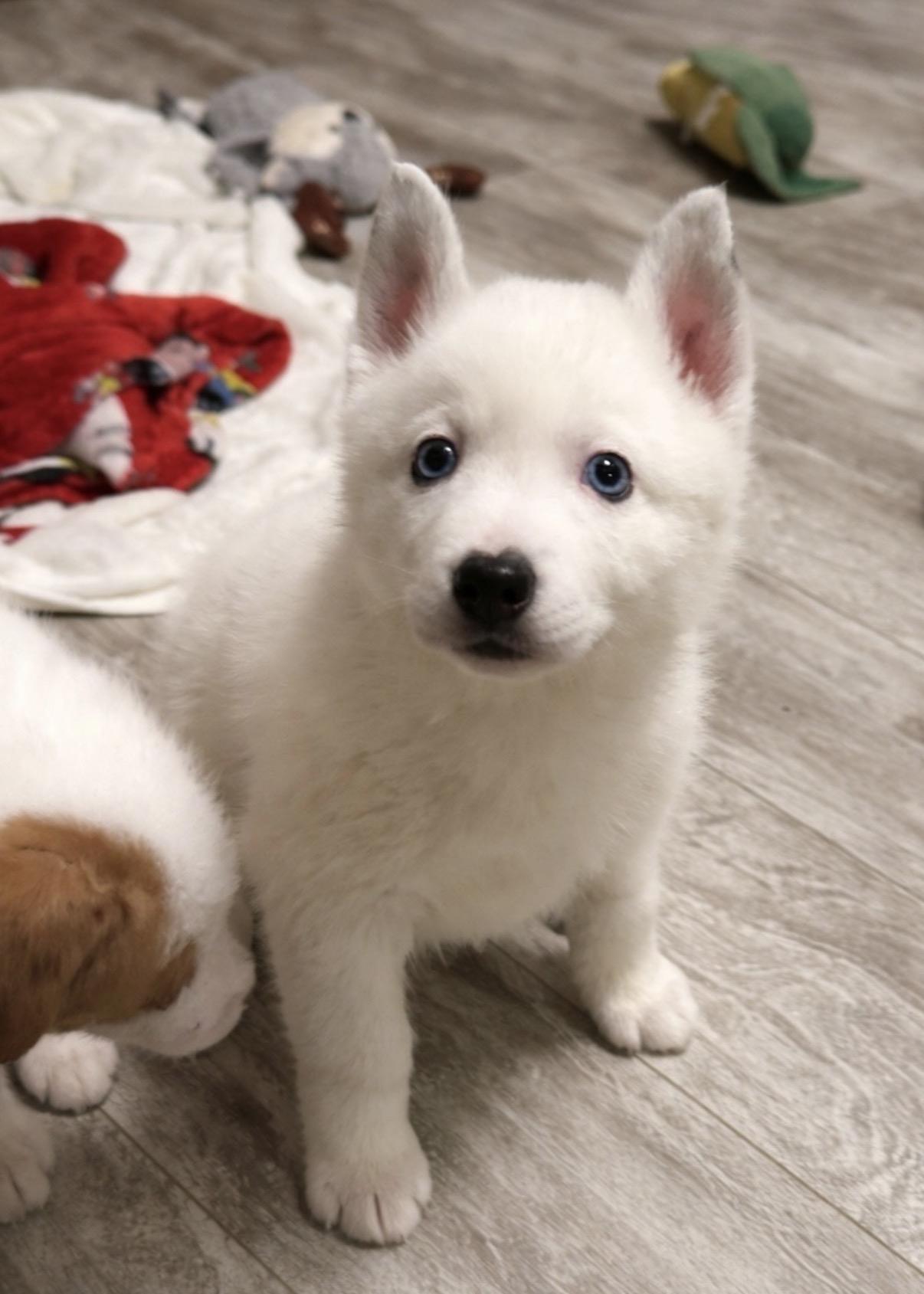 Enlarge Hope, an adopted mixed breed in Hamilton , NJ image 2/2