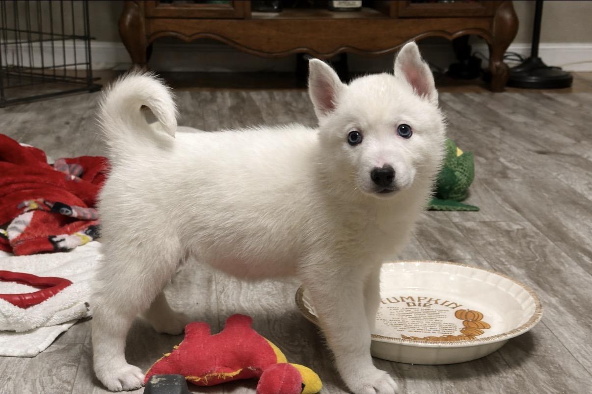 Enlarge Hope, an adopted mixed breed in Hamilton , NJ image 1/2