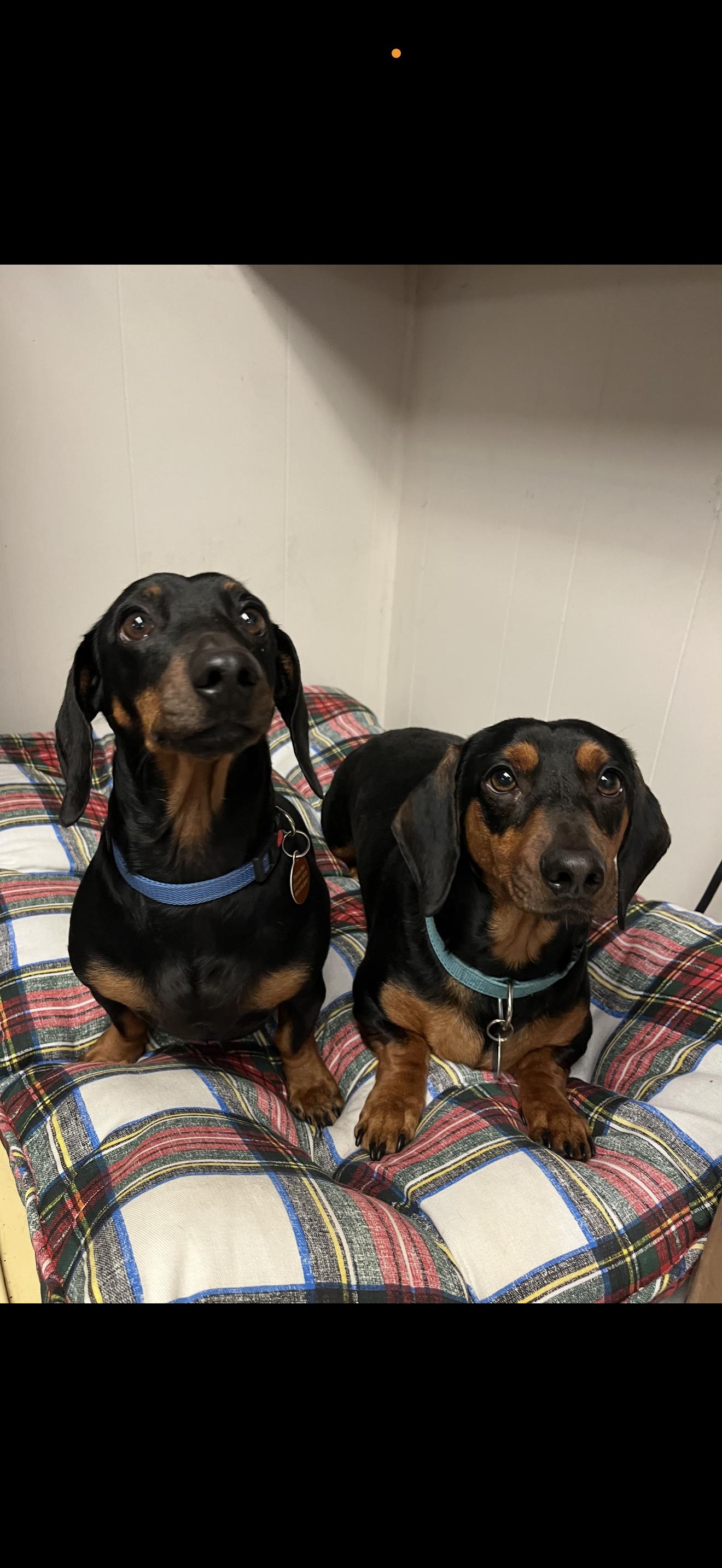Enlarge Max and Stitch -  Bonded Boys , a ADOPTABLE Dachshund in Rancho Cucamonga , CA image 4/5