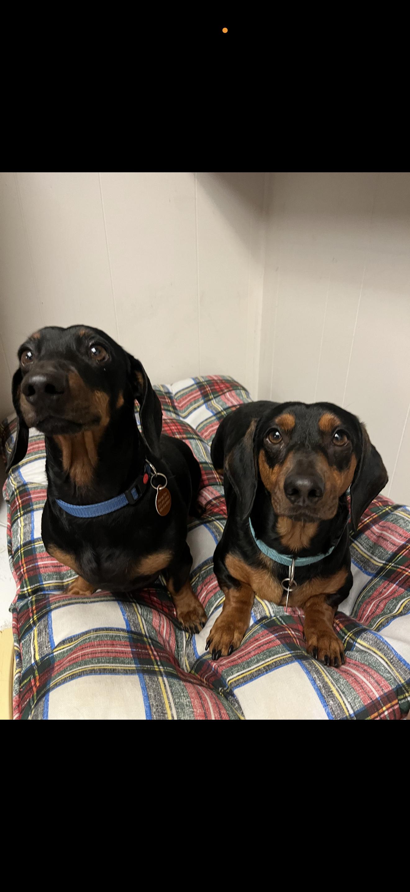 Enlarge Max and Stitch -  Bonded Boys , a ADOPTABLE Dachshund in Rancho Cucamonga , CA image 3/5