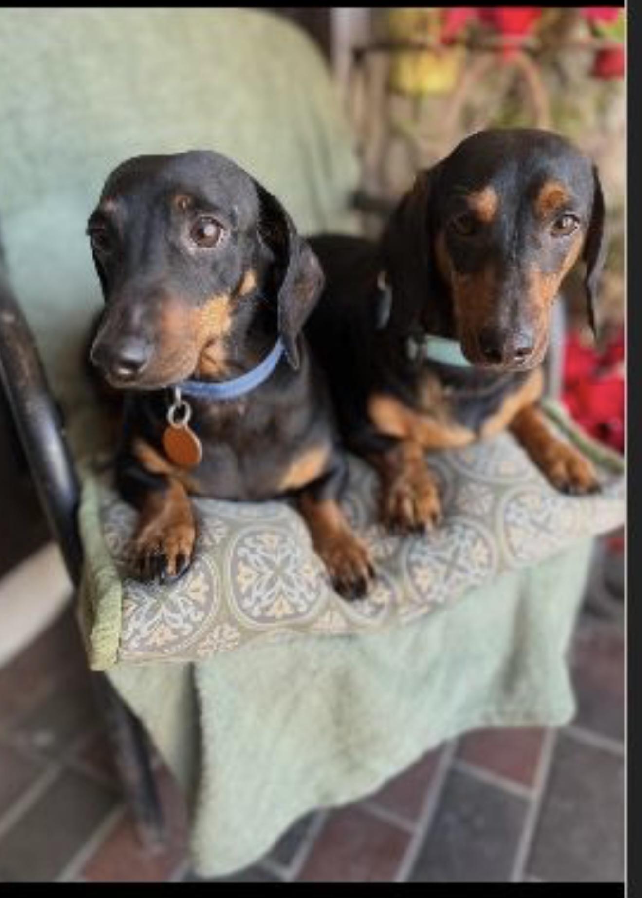 Enlarge Max and Stitch -  Bonded Boys , a ADOPTABLE Dachshund in Rancho Cucamonga , CA image 1/5