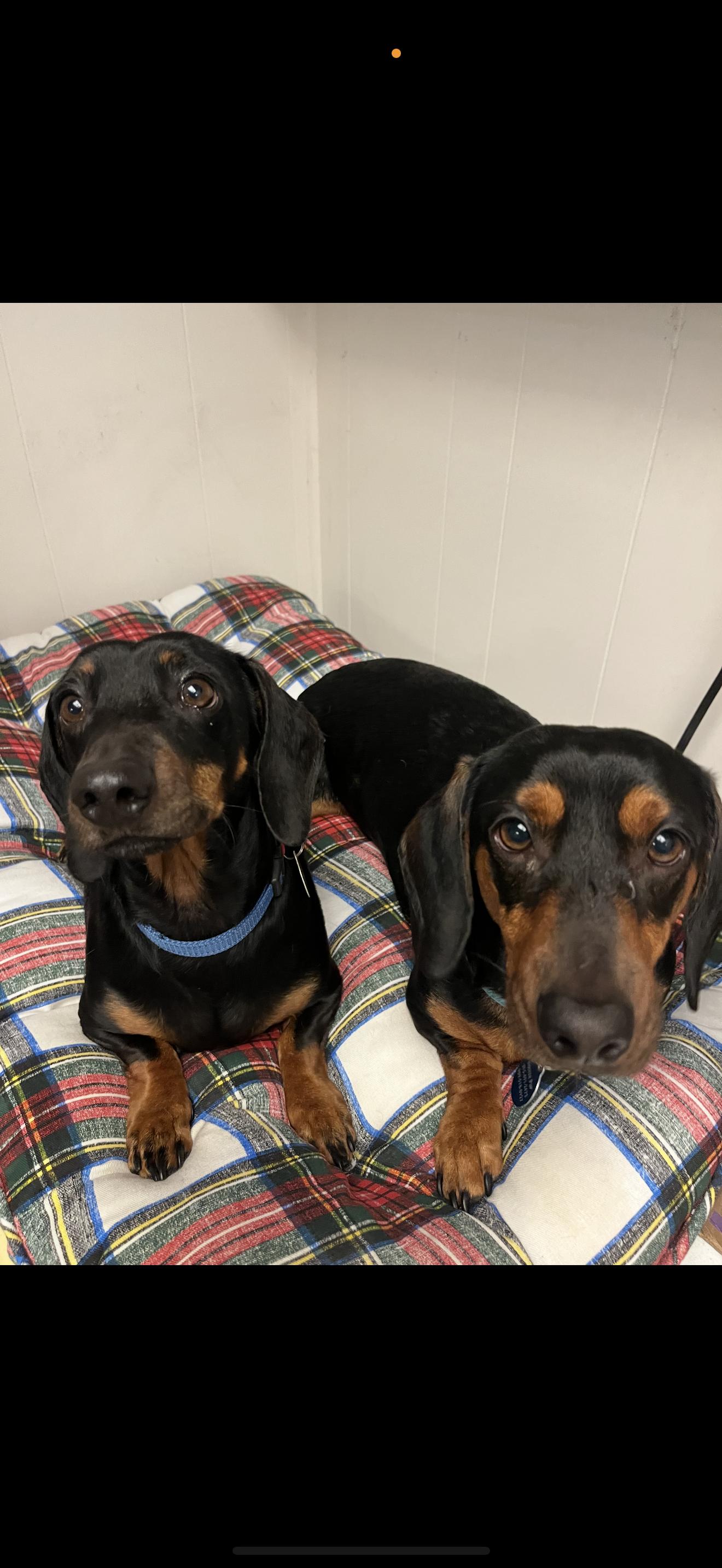 Enlarge Max and Stitch -  Bonded Boys , a ADOPTABLE Dachshund in Rancho Cucamonga , CA image 2/5