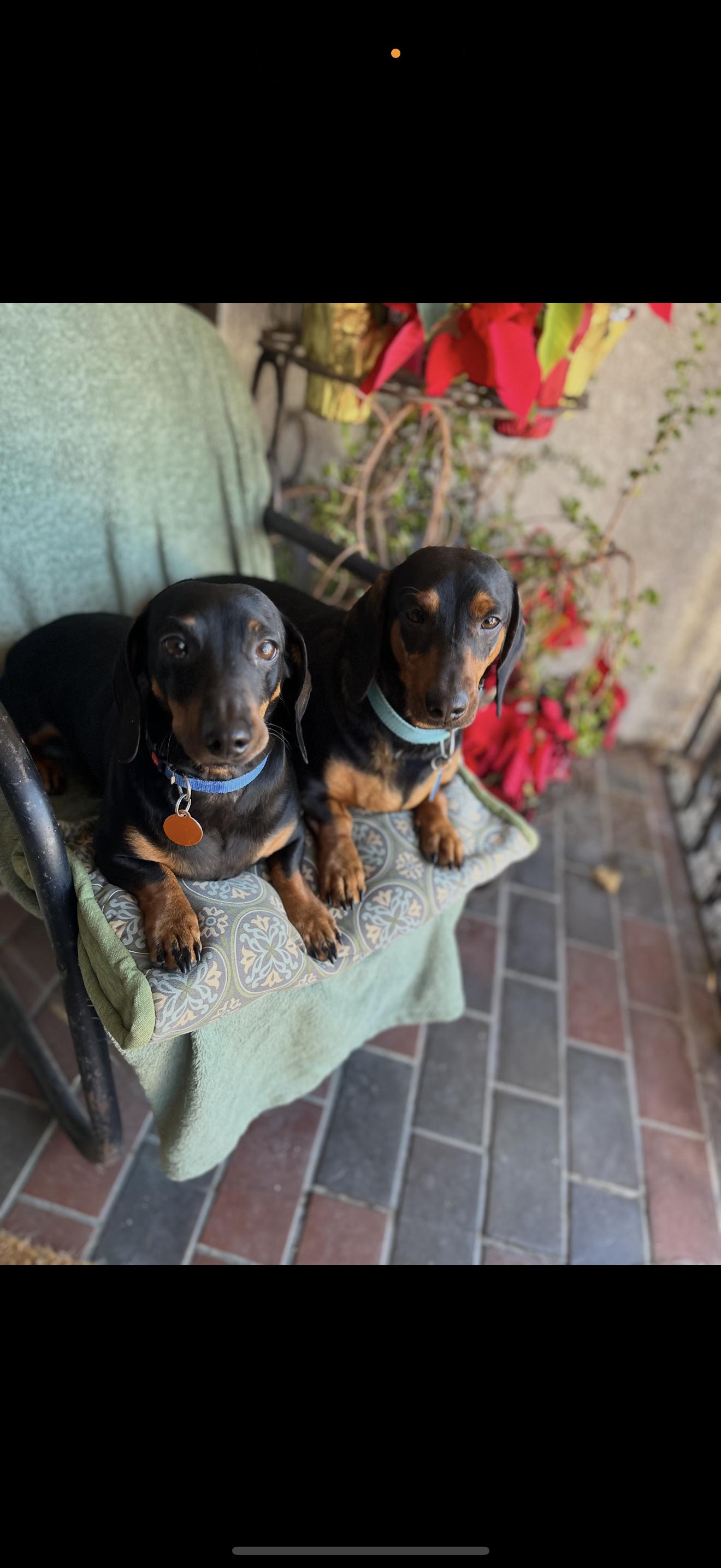 Enlarge Max and Stitch -  Bonded Boys , a ADOPTABLE Dachshund in Rancho Cucamonga , CA image 5/5