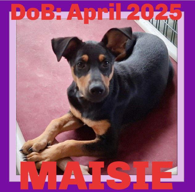 MAISIE, Adopted, Young Female German Shepherd Dog & Labrador Retriever.