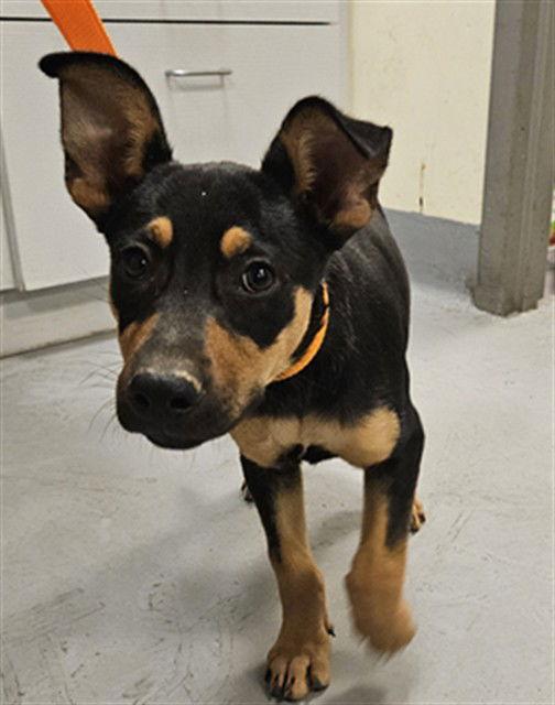 Enlarge MAISIE, a Adopted mixed breed in Sebec, ME image 2/2