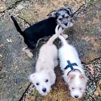 Enlarge Helga, a ADOPTABLE mixed breed in Bloomington, IN image 4/4