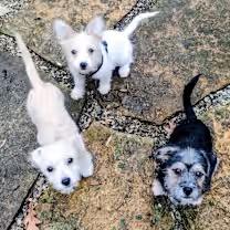 Enlarge Helga, a ADOPTABLE mixed breed in Bloomington, IN image 3/4