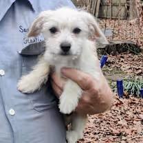 Enlarge Helga, a ADOPTABLE mixed breed in Bloomington, IN image 1/4