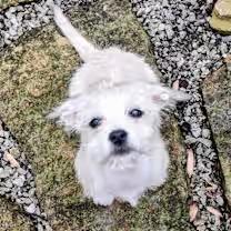 Enlarge Helga, a ADOPTABLE mixed breed in Bloomington, IN image 2/4