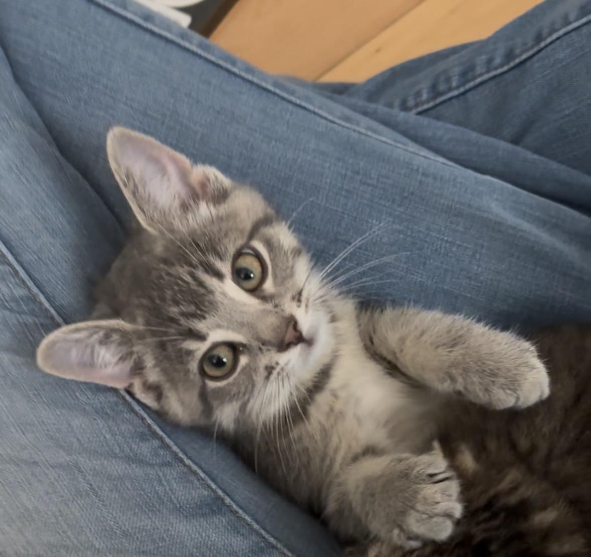 Merry, a Adoptable Domestic Short Hair in Cornwall, ON image 2/6
