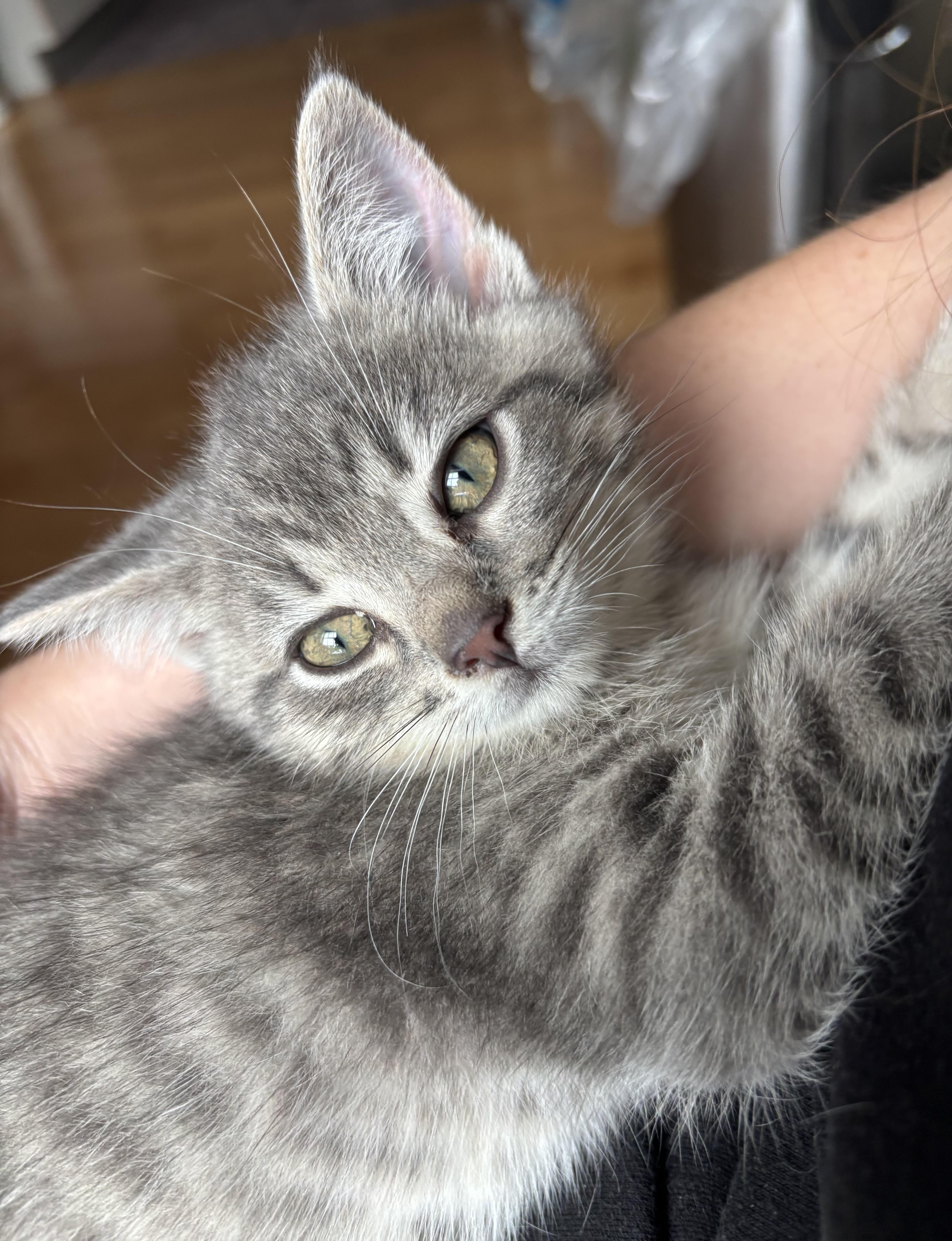 Merry, Adoptable, Kitten Female Domestic Short Hair.
