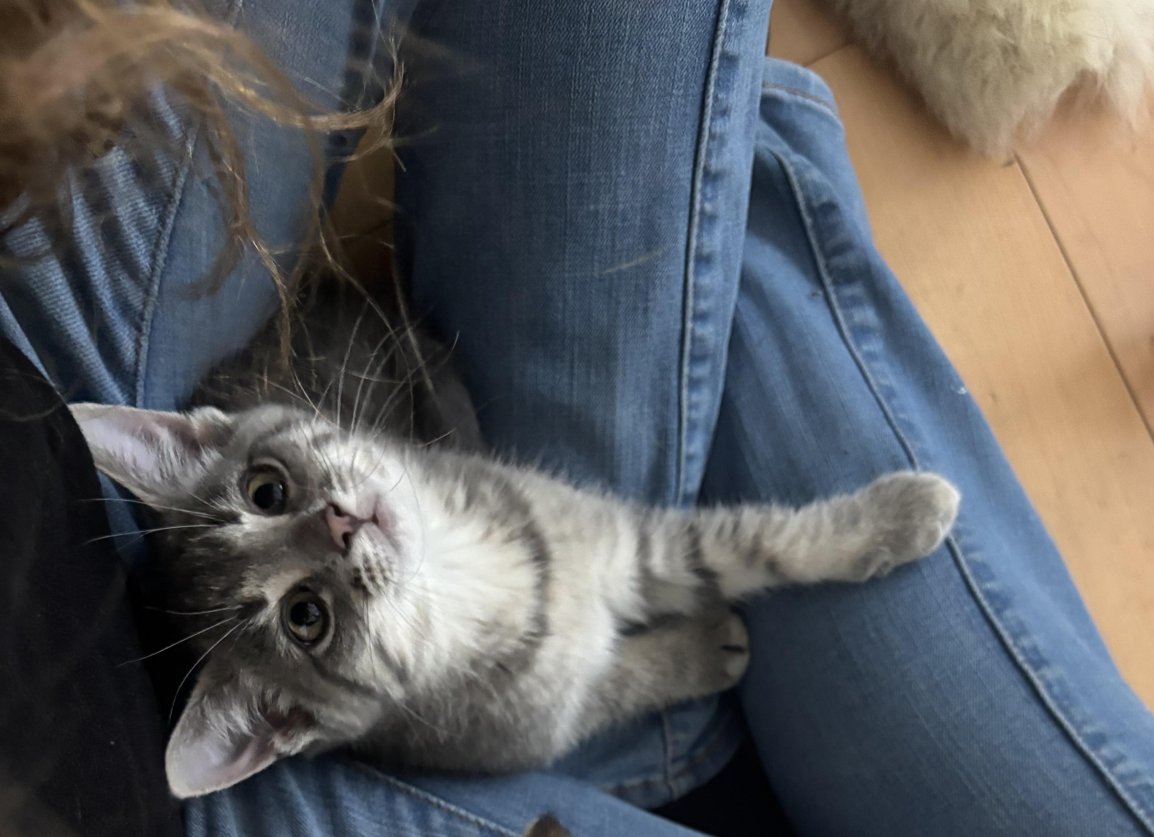 Merry, a Adoptable Domestic Short Hair in Cornwall, ON image 5/6