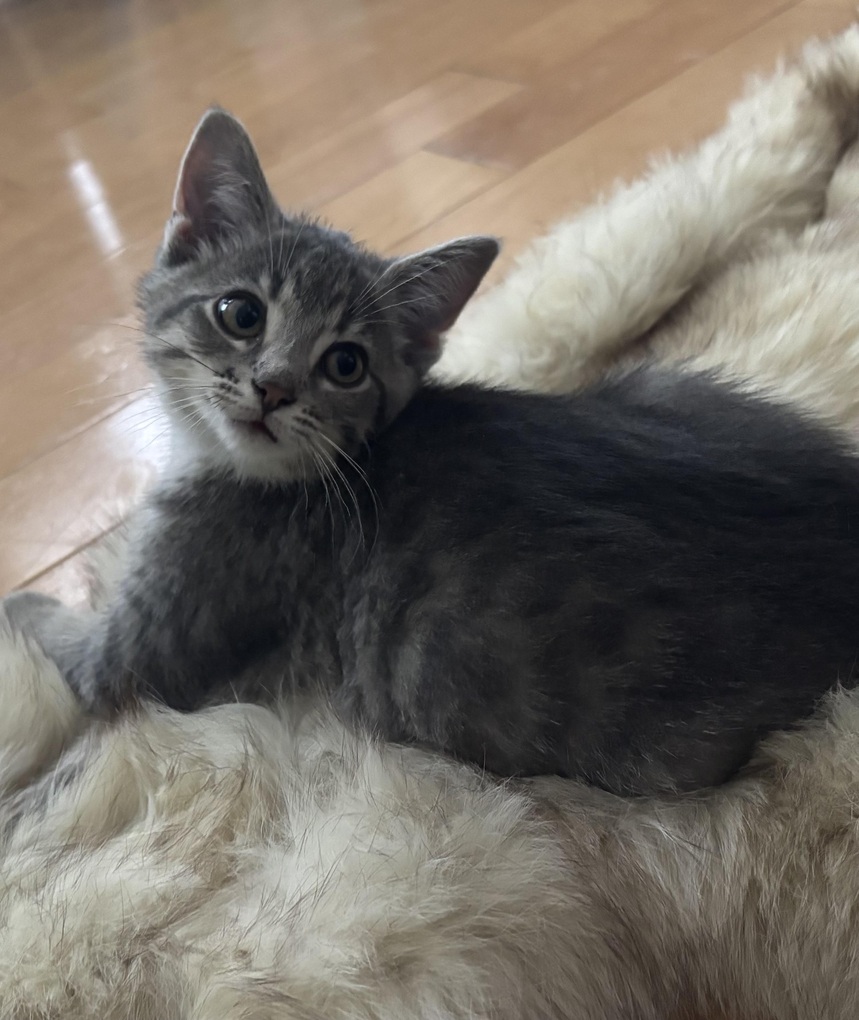 Merry, a Adoptable Domestic Short Hair in Cornwall, ON image 3/6
