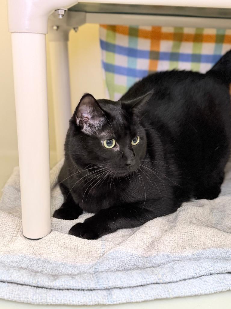 Marathon, Adoptable, Adult Male Domestic Short Hair.