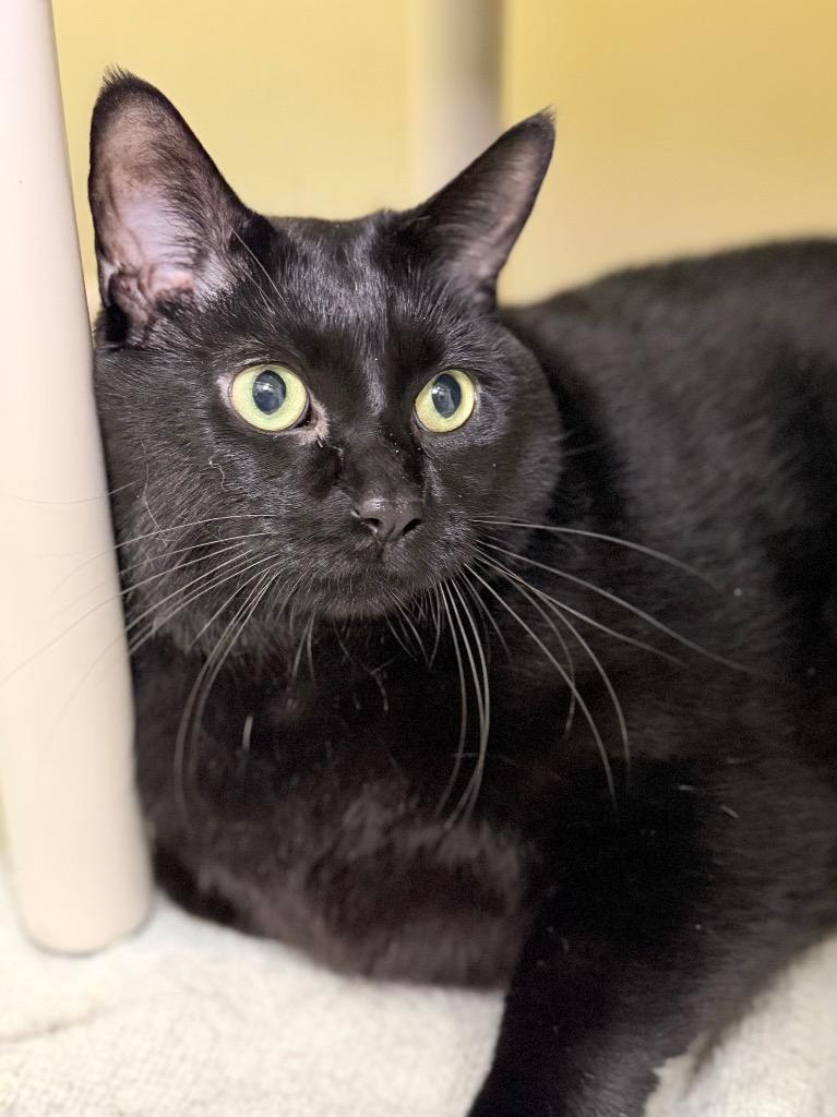 Enlarge Marathon, a Adoptable mixed breed in Menomonie, WI image 2/3