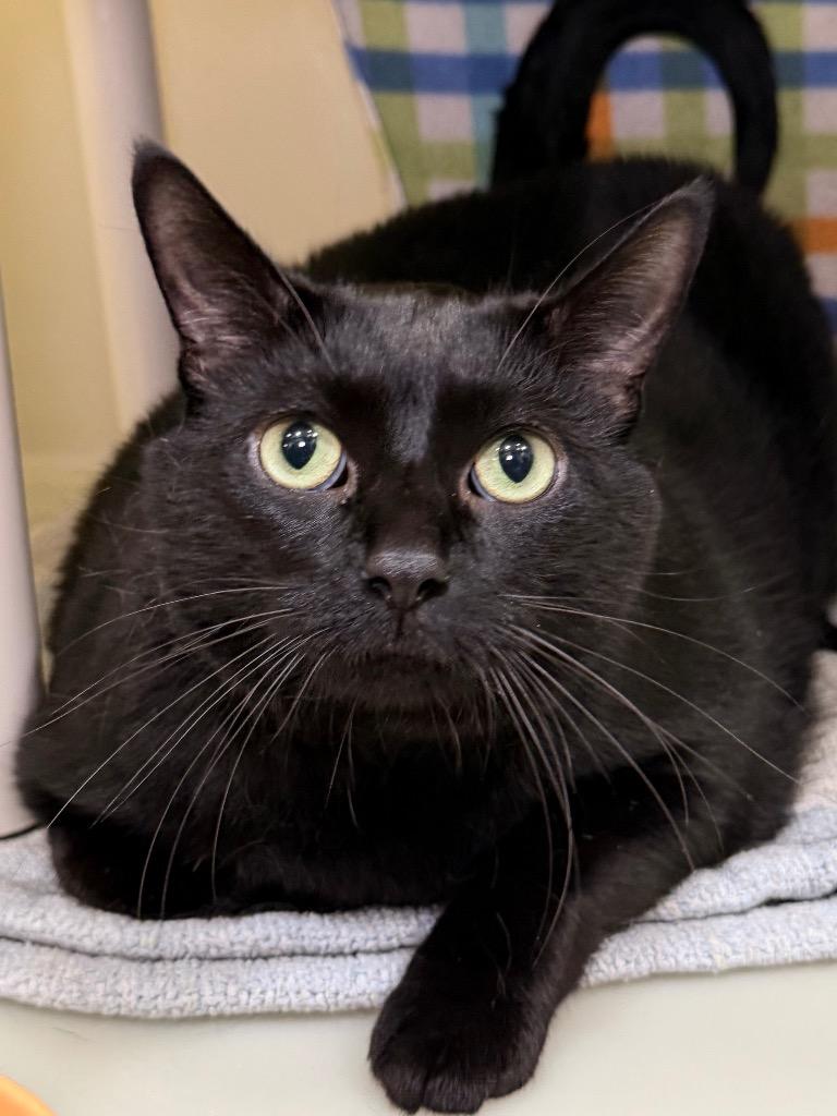 Enlarge Marathon, a Adoptable mixed breed in Menomonie, WI image 3/3