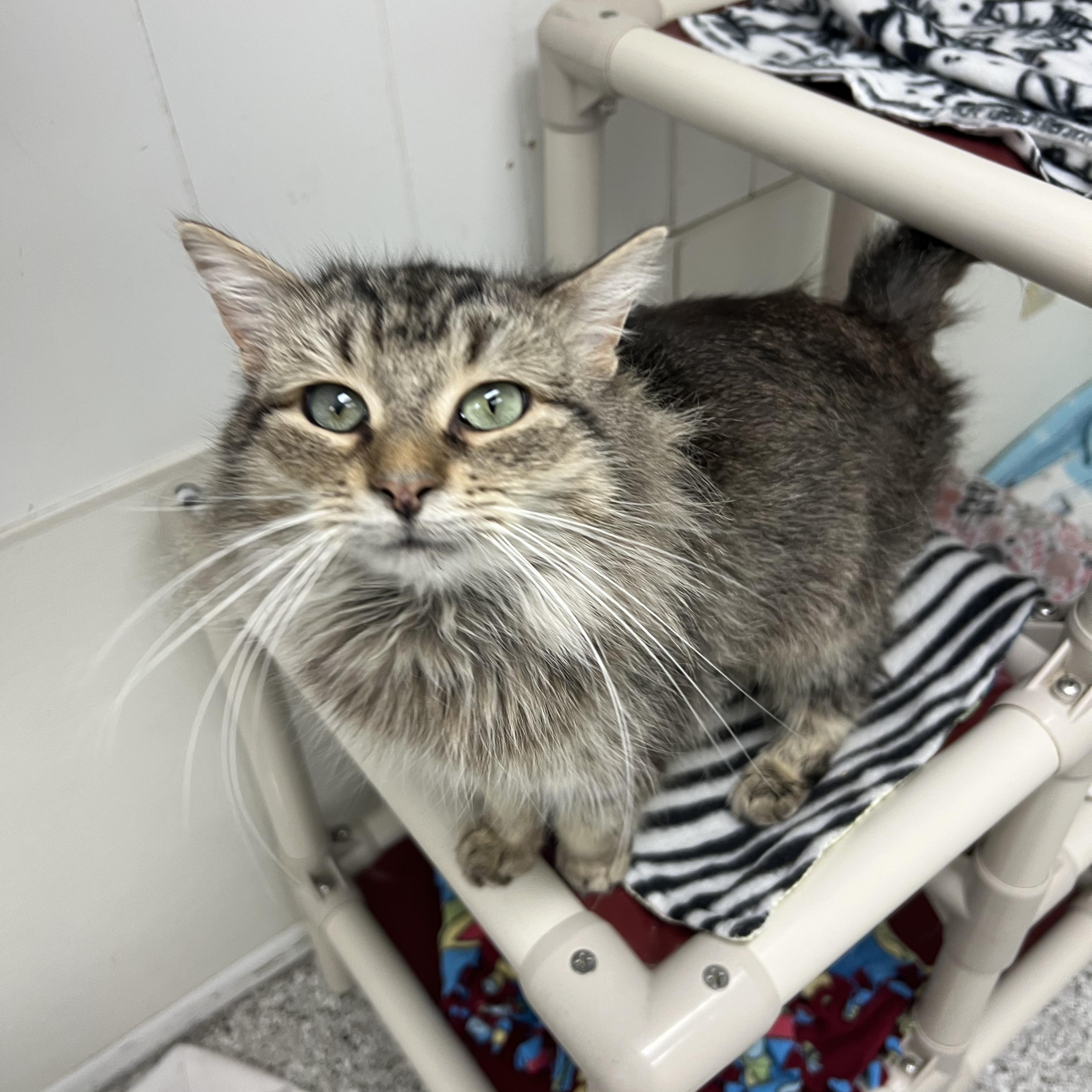 Enlarge Tiny, a ADOPTABLE mixed breed in Mount Pleasant, MI image 2/2