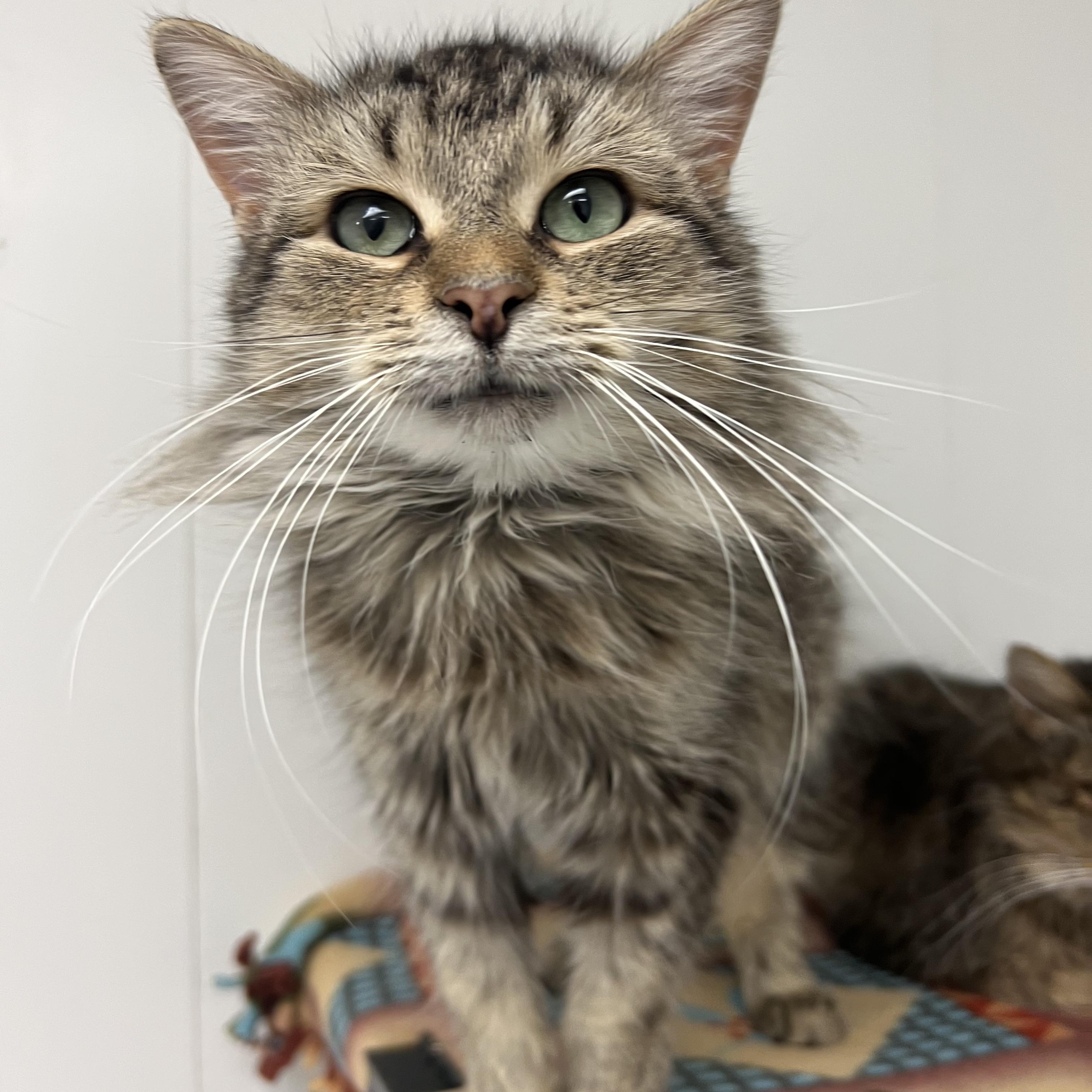 Enlarge Tiny, a ADOPTABLE mixed breed in Mount Pleasant, MI image 1/2