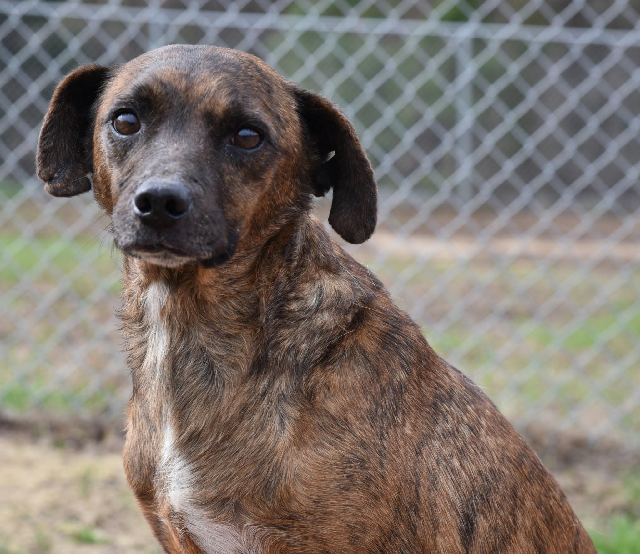 Enlarge Az, a ADOPTABLE mixed breed in Springhill, LA image 1/3