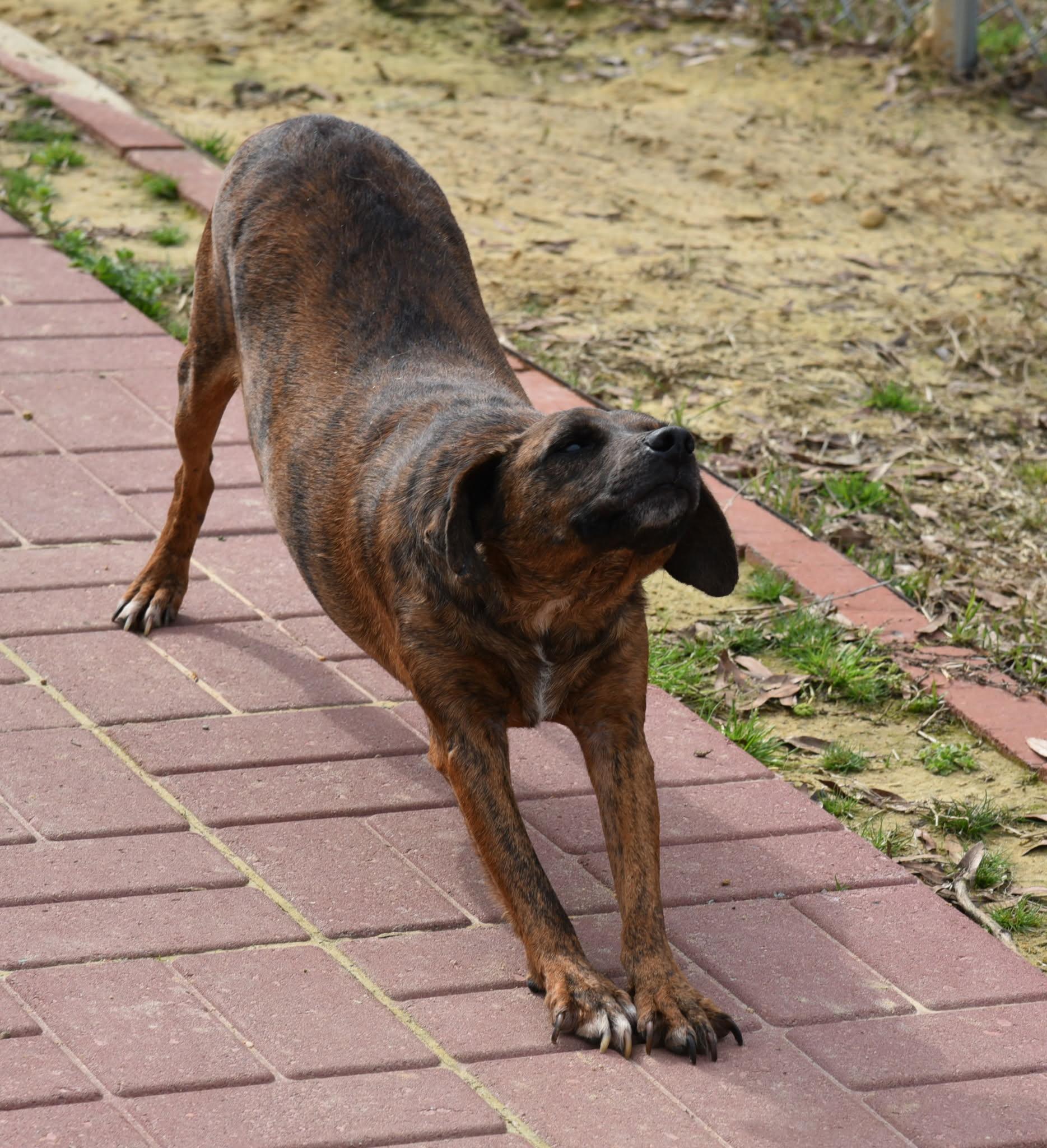 Enlarge Az, a ADOPTABLE mixed breed in Springhill, LA image 2/3