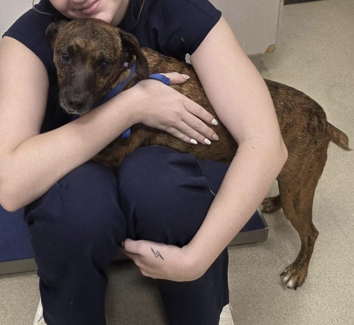 Enlarge Az, a ADOPTABLE mixed breed in Springhill, LA image 1/1