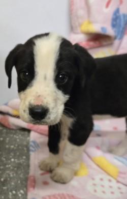 Clutch, ADOPTABLE, Young Male Mixed Breed.