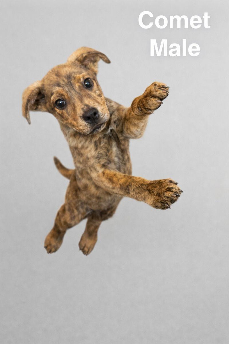 Comet, Adopted, Young Male Plott Hound & Mountain Cur.