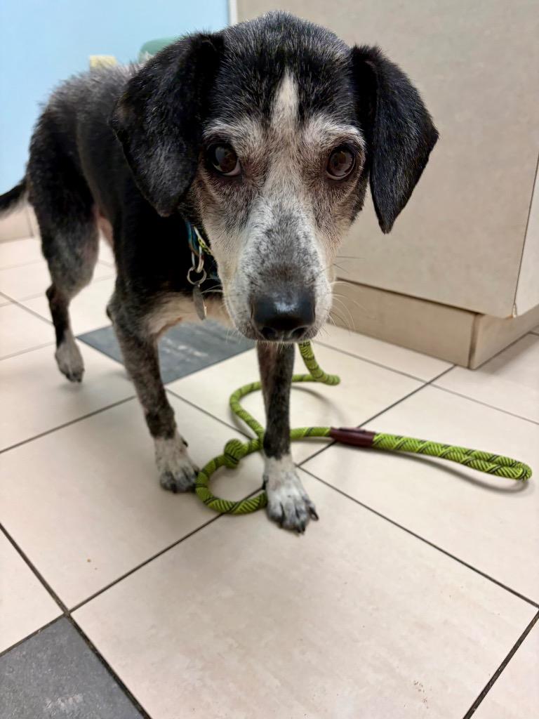 Yoda, Adoptable, Senior Male Mixed Breed.