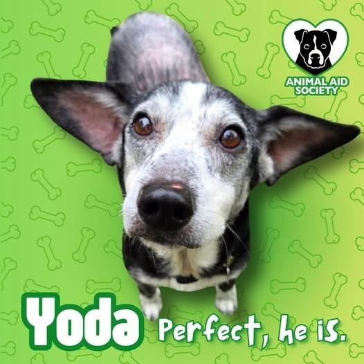 Yoda, a Adoptable mixed breed in Hampton, VA image 2/3
