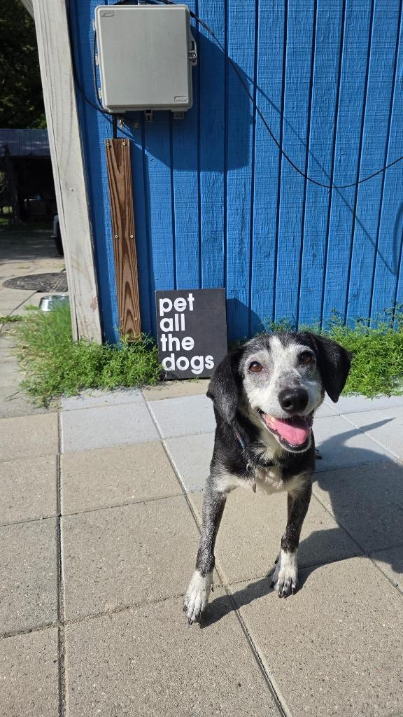 Enlarge Yoda, a Adoptable mixed breed in Hampton, VA image 4/6