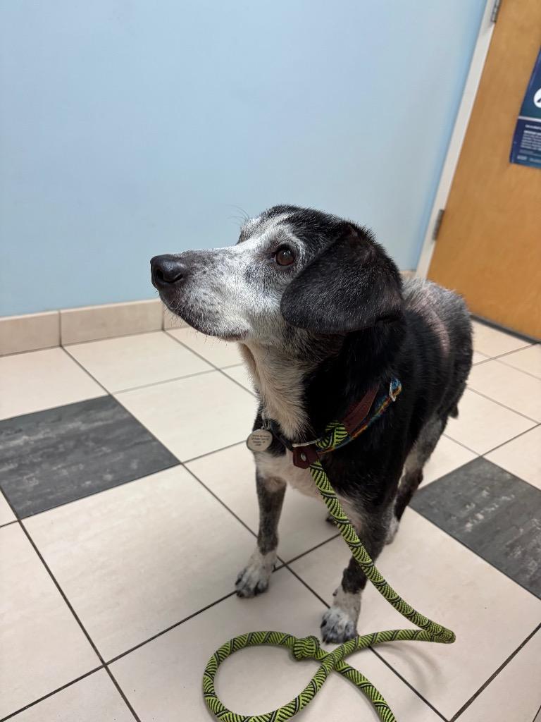 Yoda, a Adoptable mixed breed in Hampton, VA image 3/3
