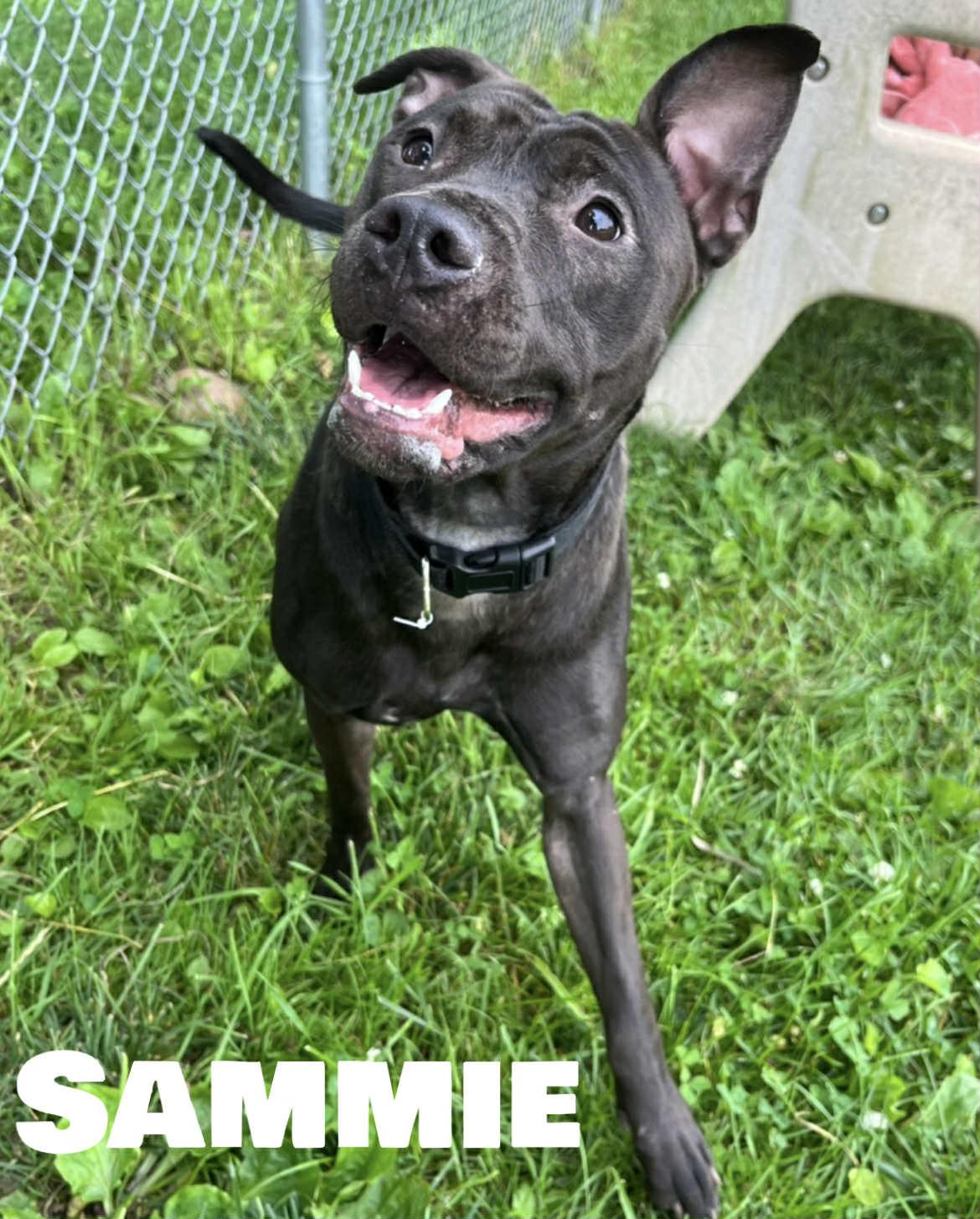 Sammie photo 2