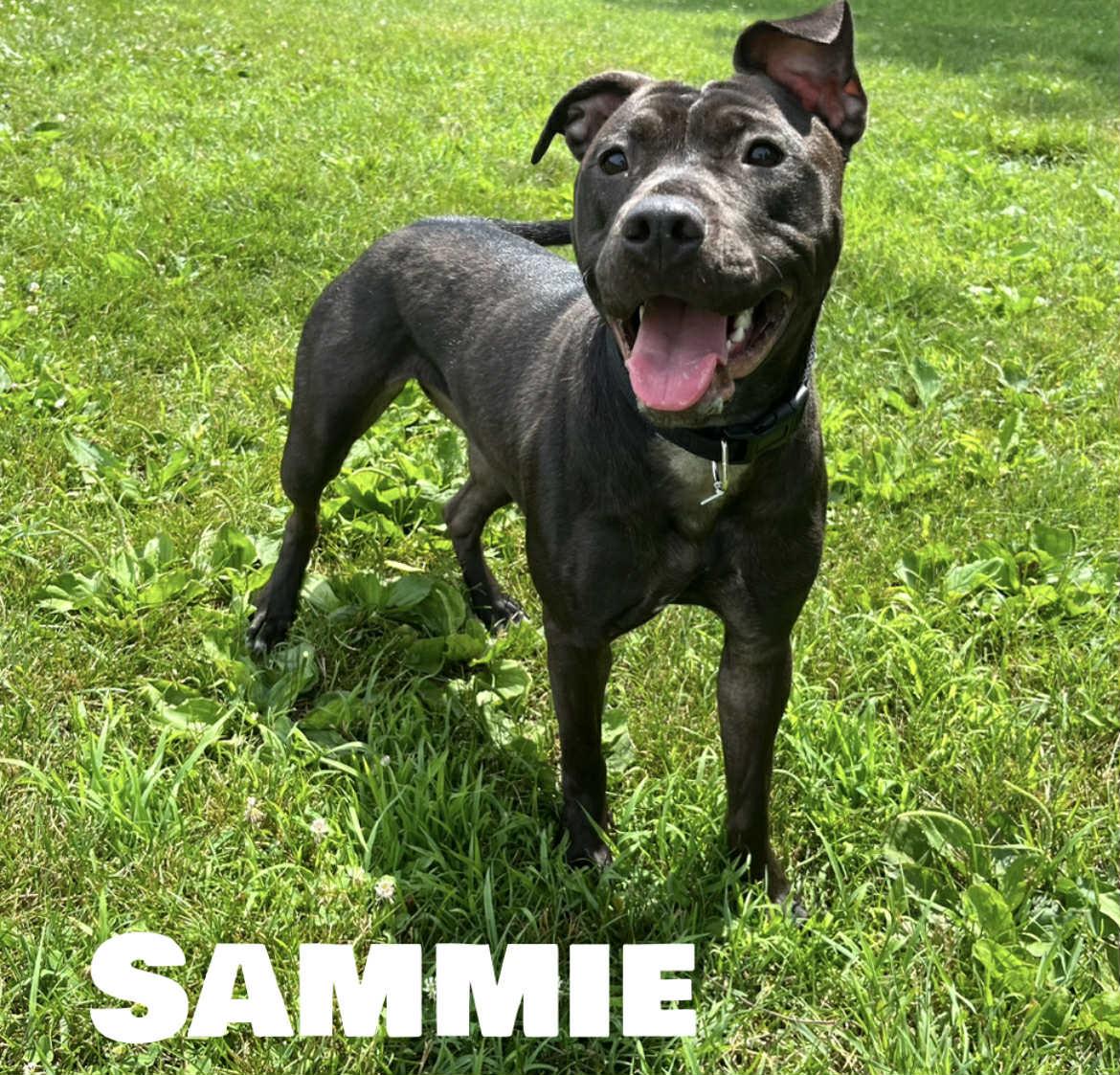 Sammie, Young Female Black Labrador Retriever