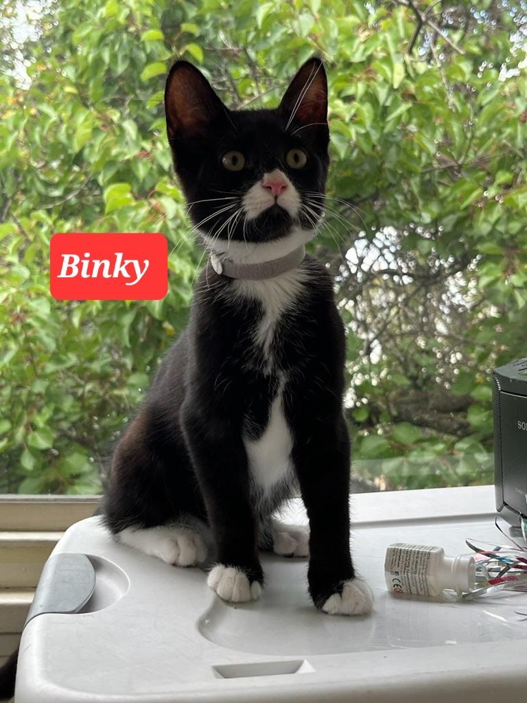 Fluffy, a Adoptable Domestic Short Hair in staten island, NY image 6/6