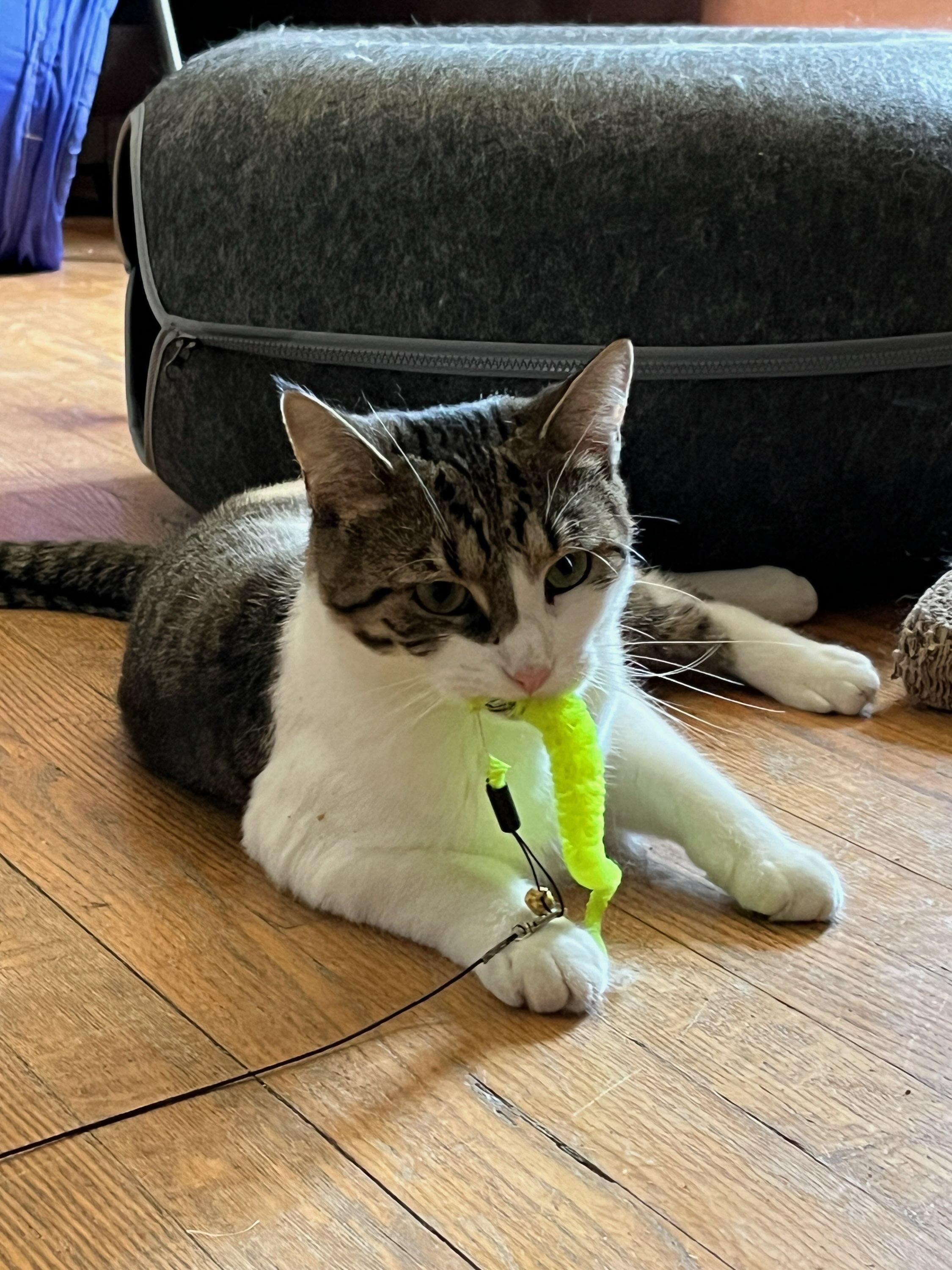 Fluffy, a Adoptable Domestic Short Hair in staten island, NY image 2/6