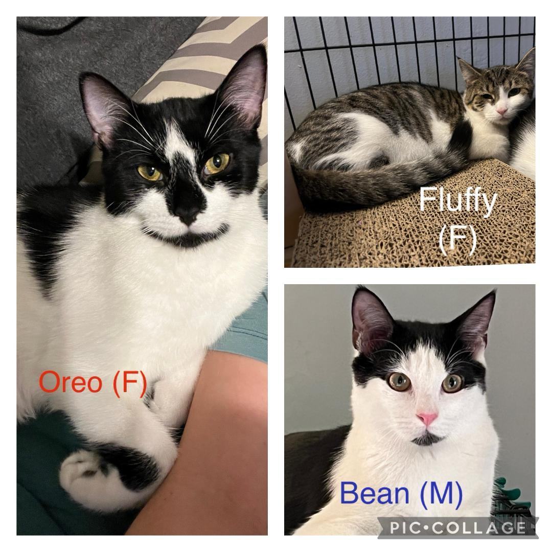 Fluffy, a Adoptable Domestic Short Hair in staten island, NY image 5/6