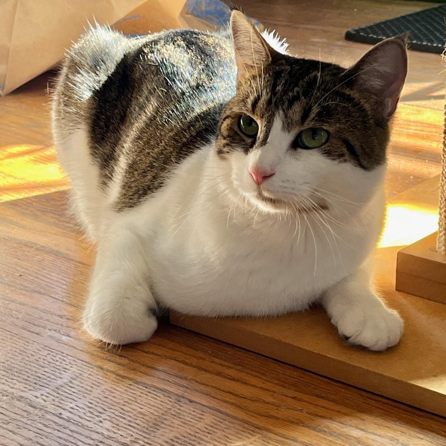 Fluffy, a Adoptable Domestic Short Hair in staten island, NY image 1/6