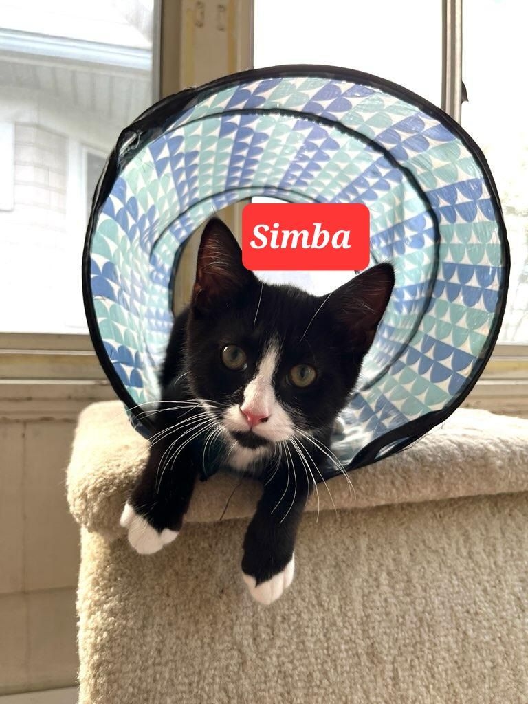 Fluffy, a Adoptable Domestic Short Hair in staten island, NY image 4/6