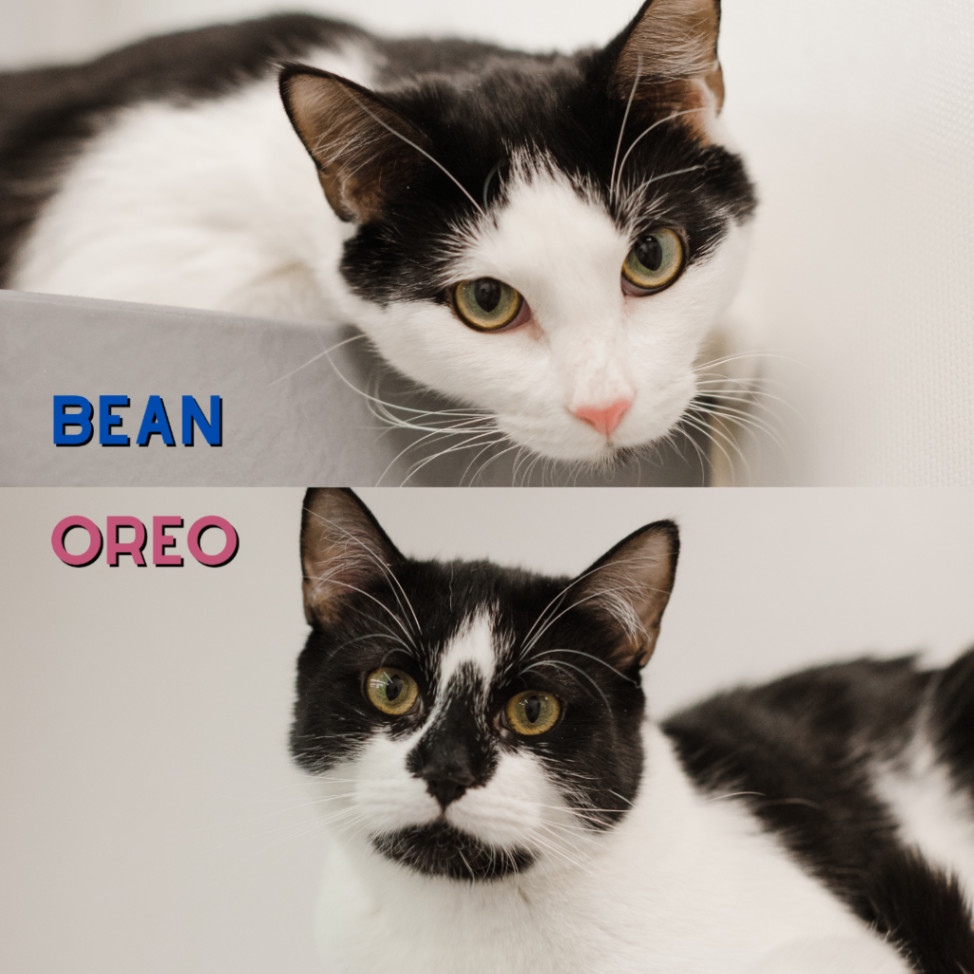 Fluffy, a Adoptable Domestic Short Hair in staten island, NY image 3/6