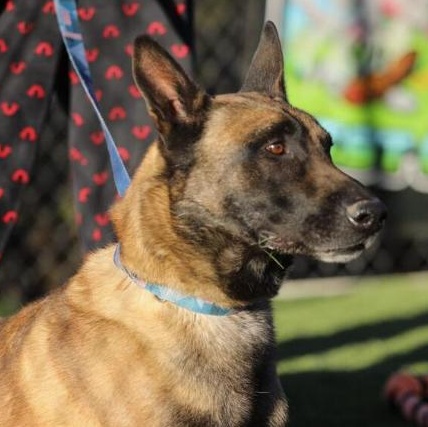 Khan, a ADOPTABLE Belgian Shepherd / Malinois in Naperville, IL image 6/6